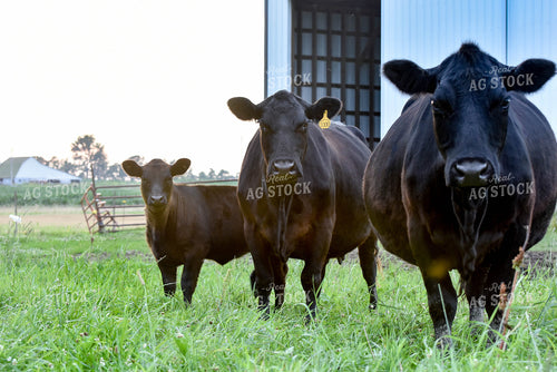 Black Angus Cattle 90012