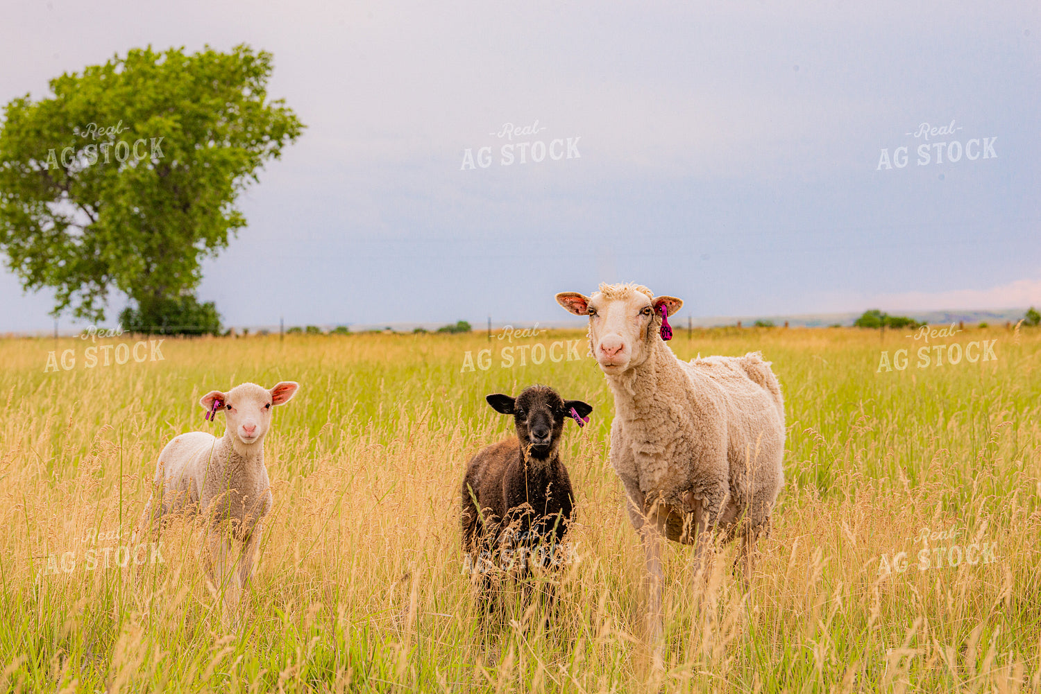 Sheep 299161
