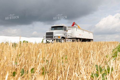 Corn Harvest 79702