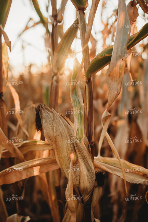 Dried Corn with Sunflare 3415