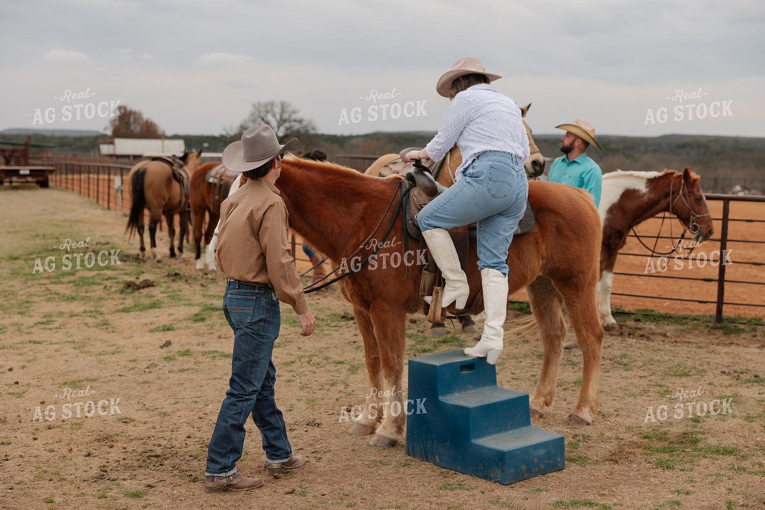 Horses Saddled for Trail Ride 205134
