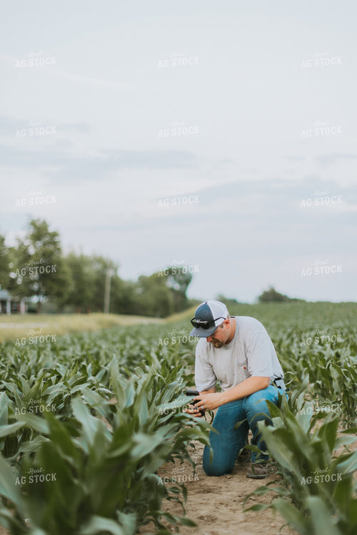 Farmer Takes Picture of Corn Plant 7842