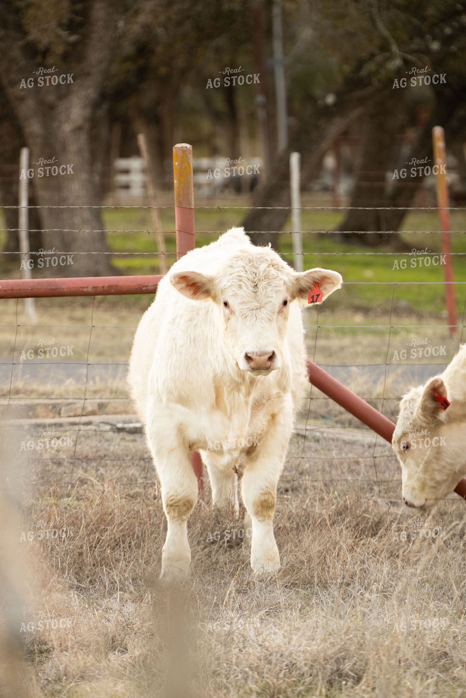 Charolais Cattle on Pasture 288021