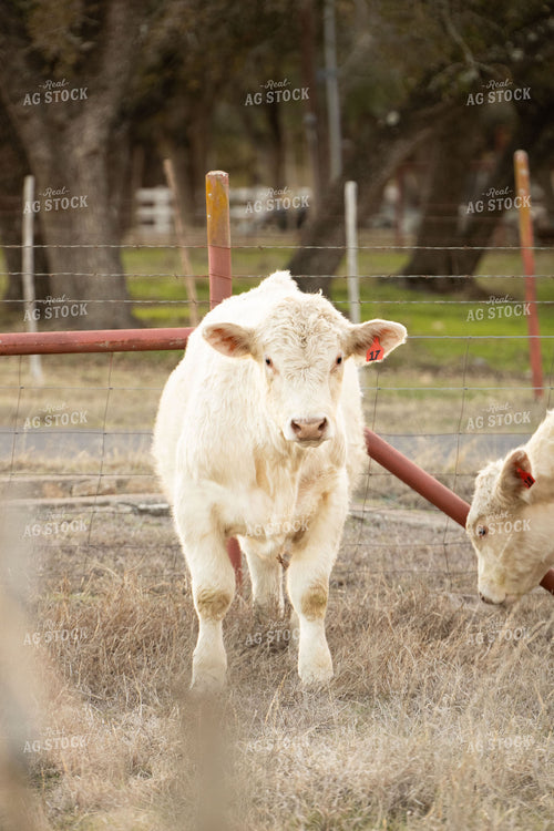 Charolais Cattle on Pasture 288021