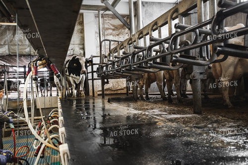 Holstein Cattle at Milk Parlor 250150