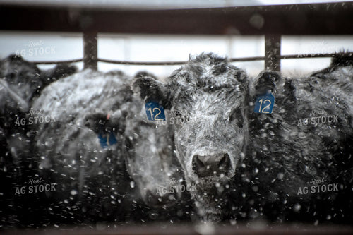 Angus Cattle in Pen in Snow 56252