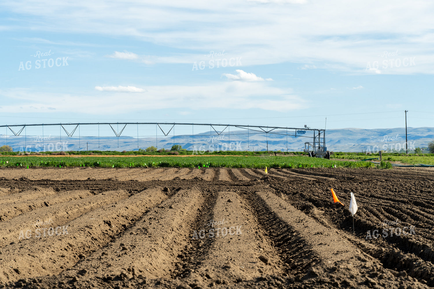Potato Field Test Plot 65678