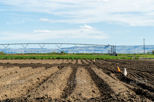 Potato Field Test Plot 65678