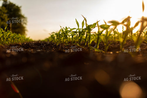 Early Growth Corn 6321