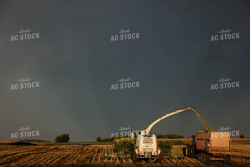 Chopping Corn Silage 152042