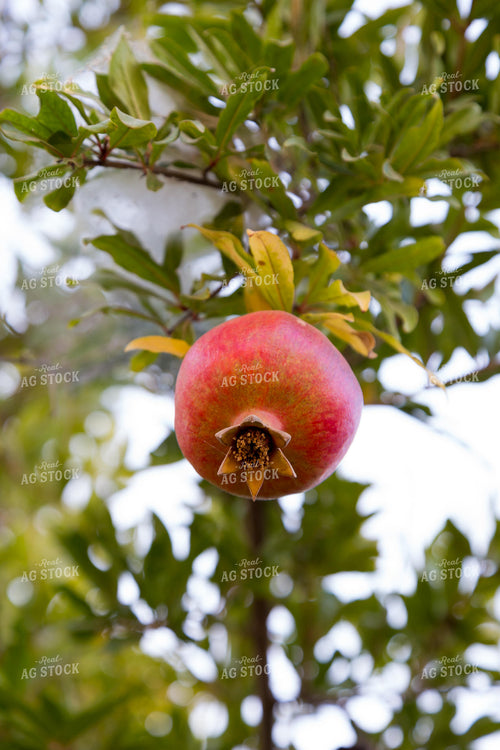 Pomegranates 276047
