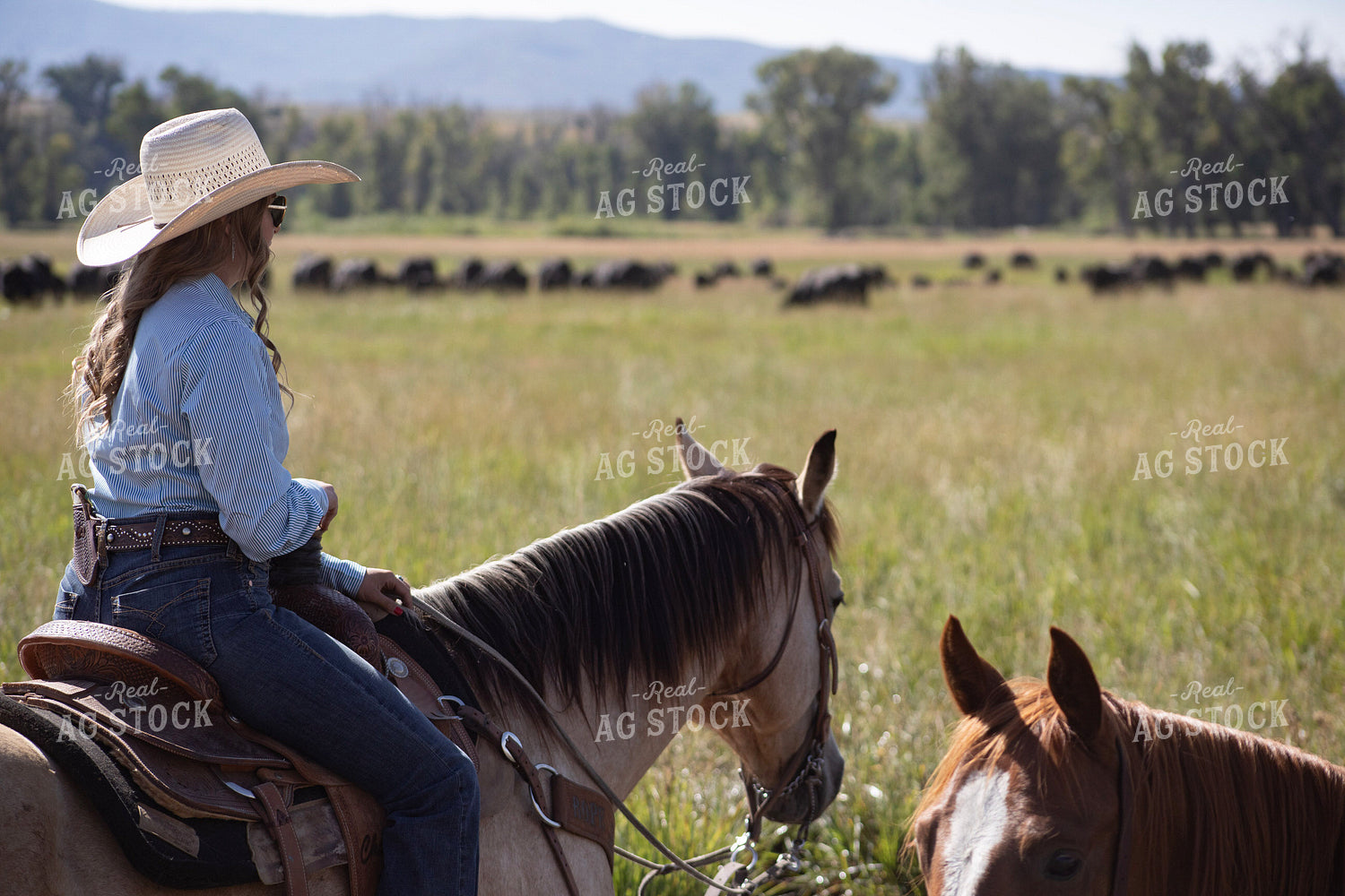 Cowgirl Checking Cattle 117433