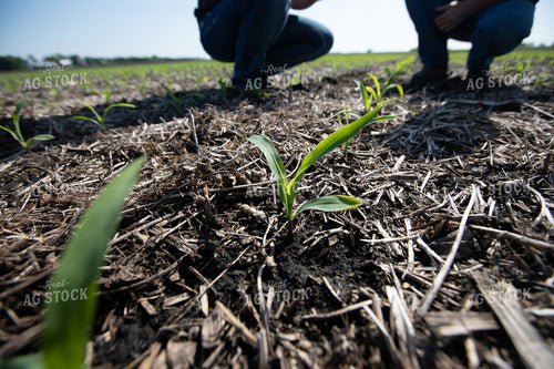 Agronomist Checking Early Season Corn 250169
