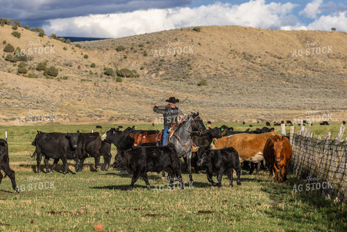 Cowboy Roping Cattle 290010