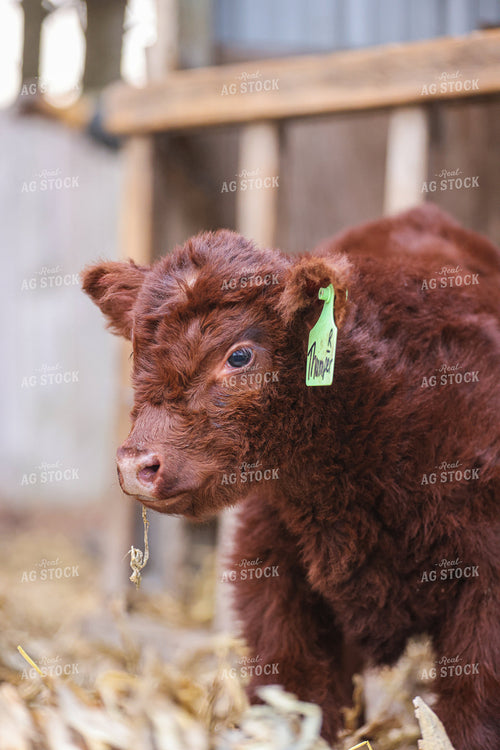 Angus Calf 160047