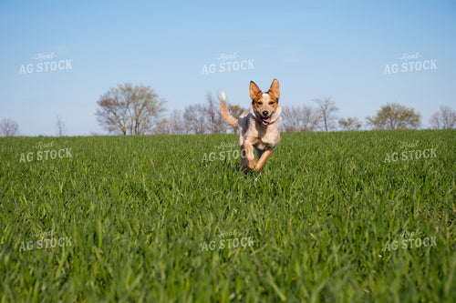 Farm Dog in Wheat Field 50104