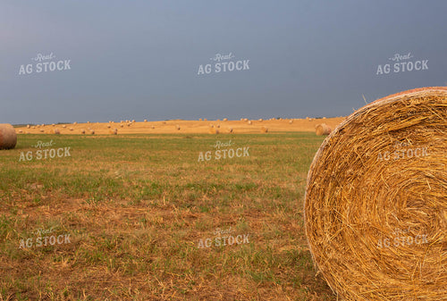 Hay Bales 185089