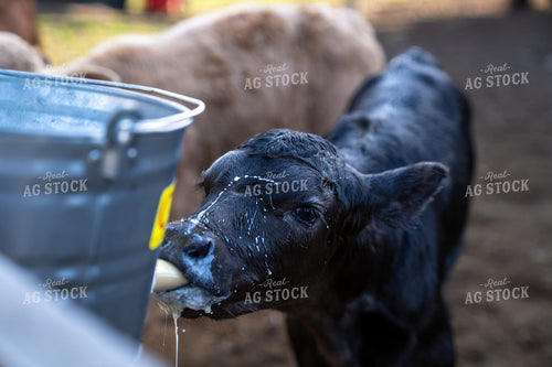 Young Calf Drinking Milk From a Bucket on a Sunny Farm Day 65304