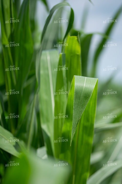 Midseason Corn Leaf 76658