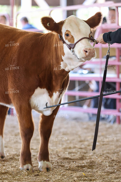 Cattle Show 160446
