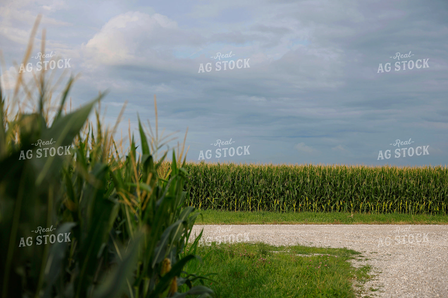 Mid-Season Corn Field 129135