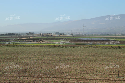 Artichoke Field 102102