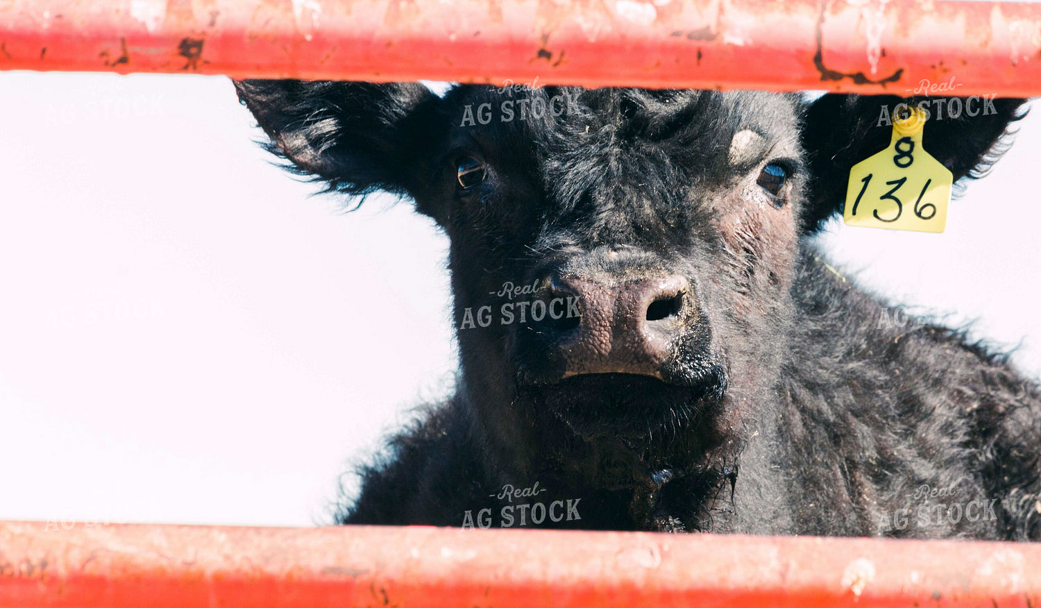 Angus Cow Through Gate 61003