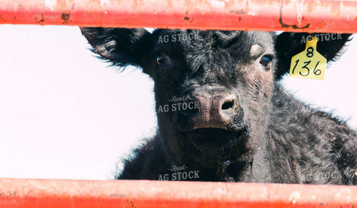 Angus Cow Through Gate 61003