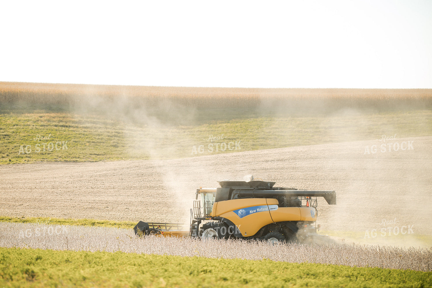 Soybean Harvest 215077