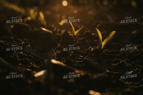 Stage V1 Corn in Dark, Wet Soil 4048