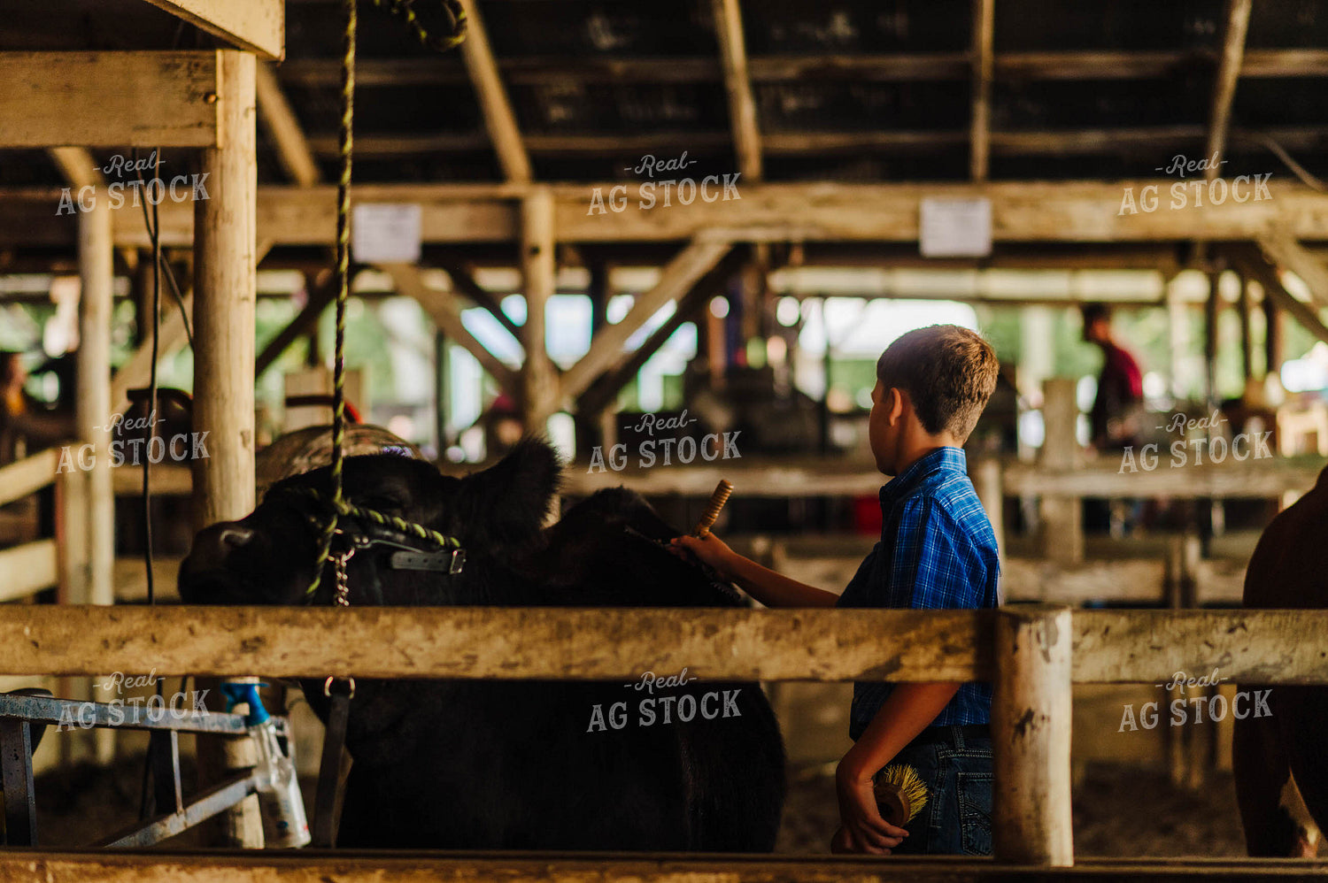 Showing Cattle 115080