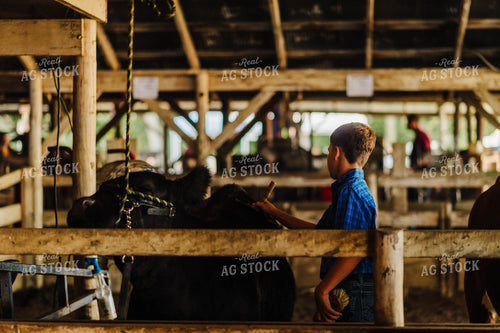 Showing Cattle 115080