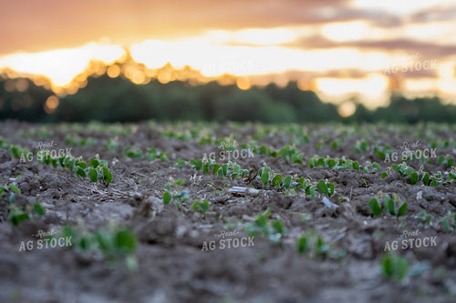 Early Growth Soybeans 50501