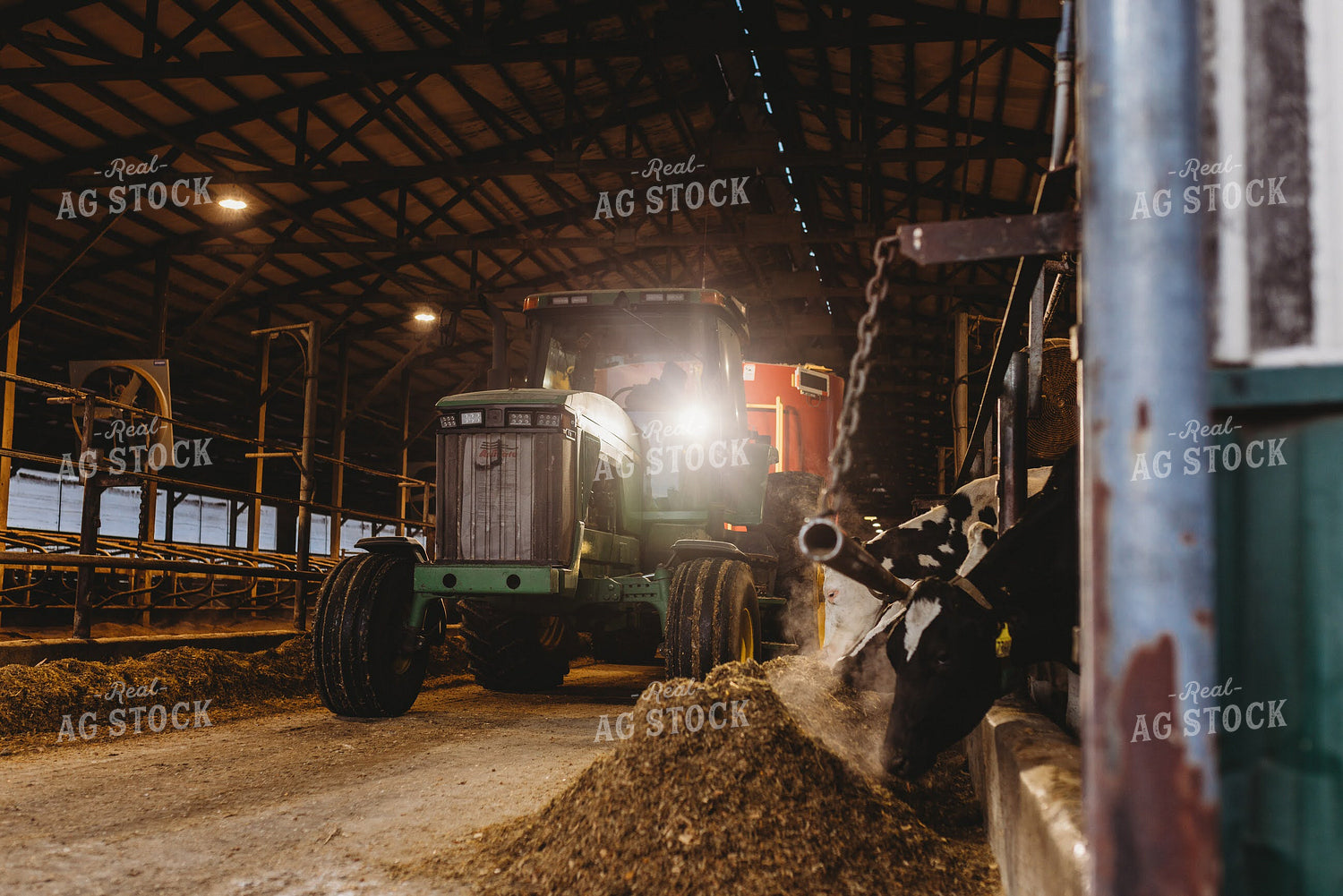 Feeding Total Mixed Ration to Holstein Cattle 152240