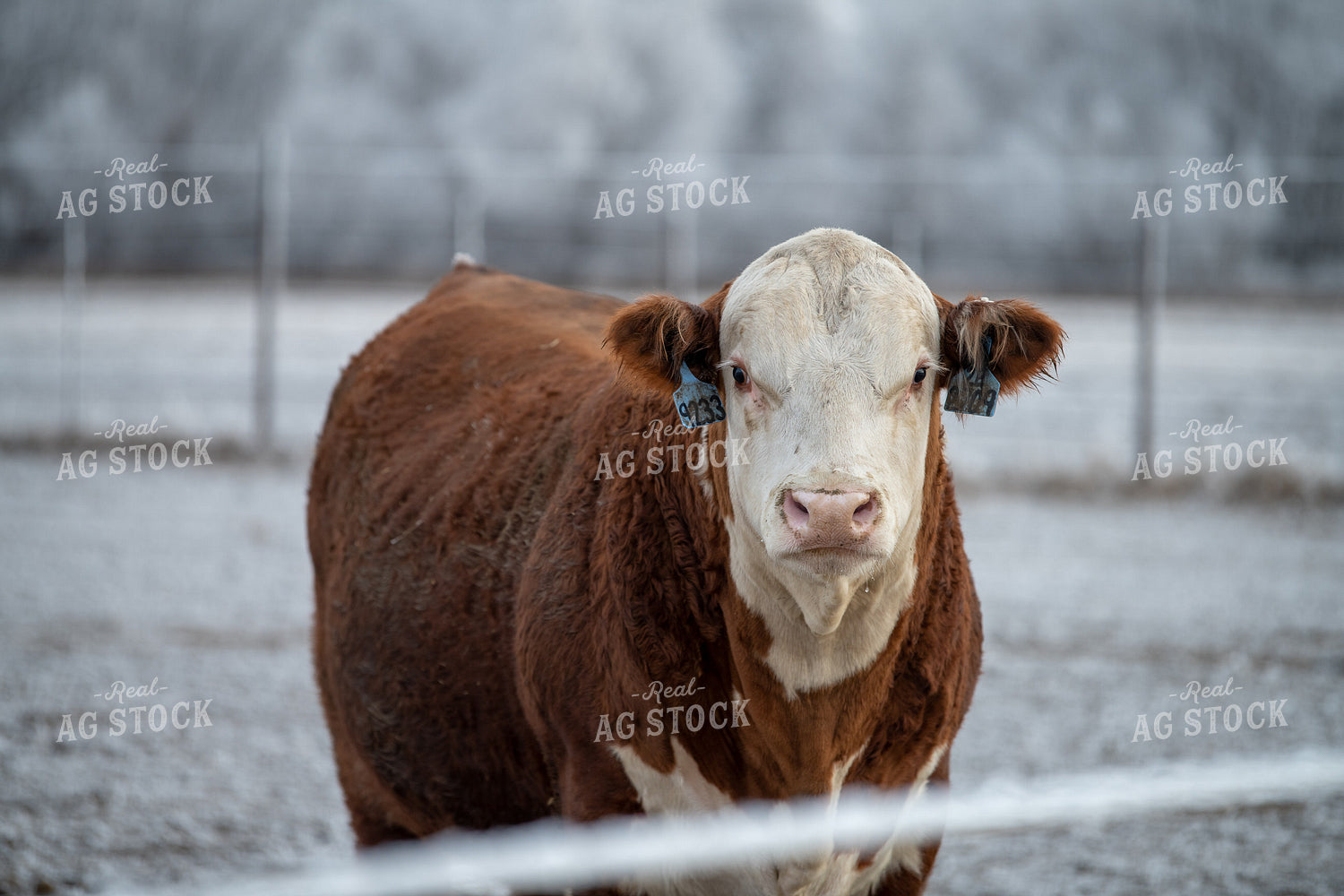 Hereford Cattle in Winter 212175