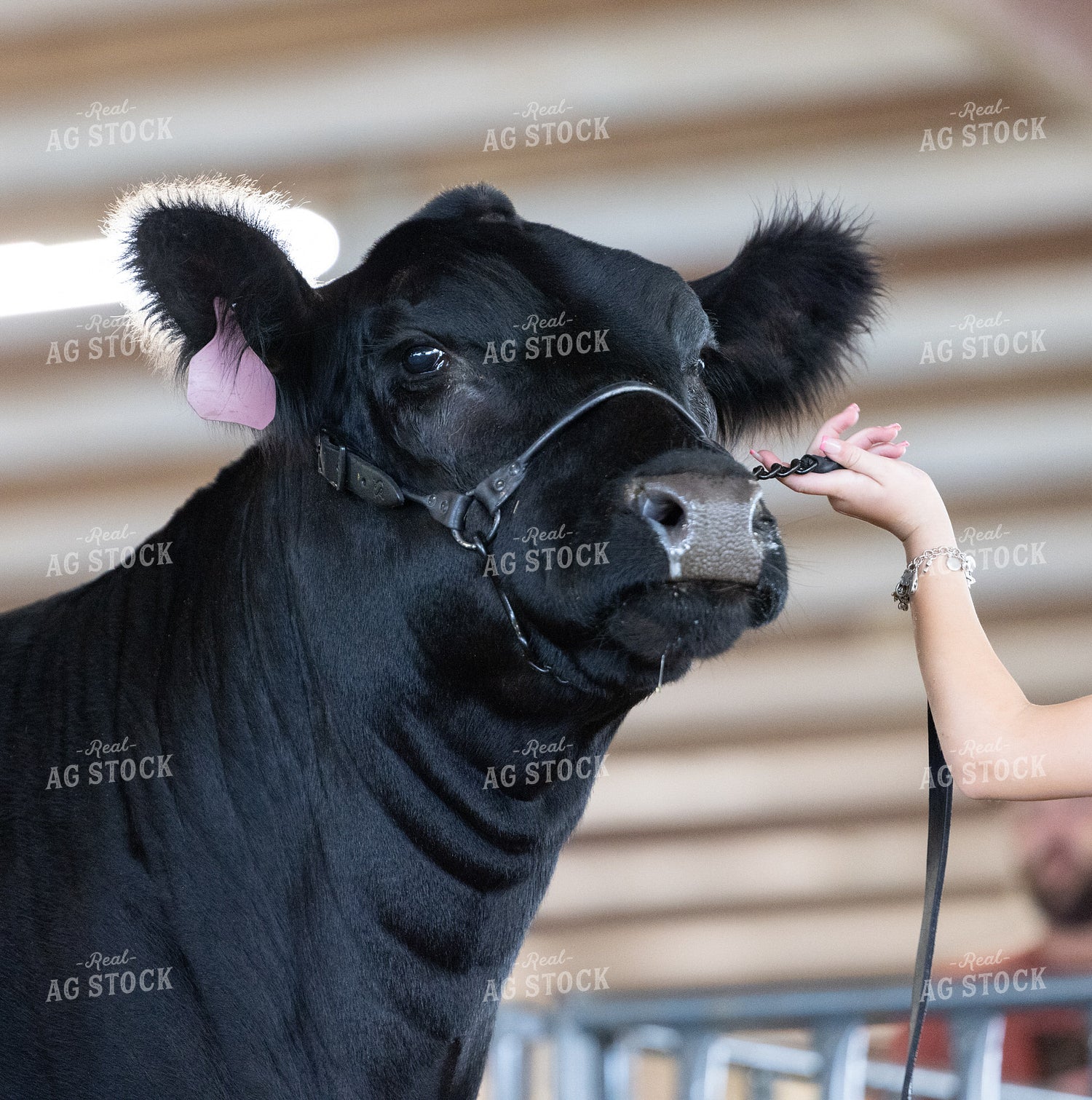 Showing Cattle 143035