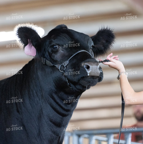 Showing Cattle 143035