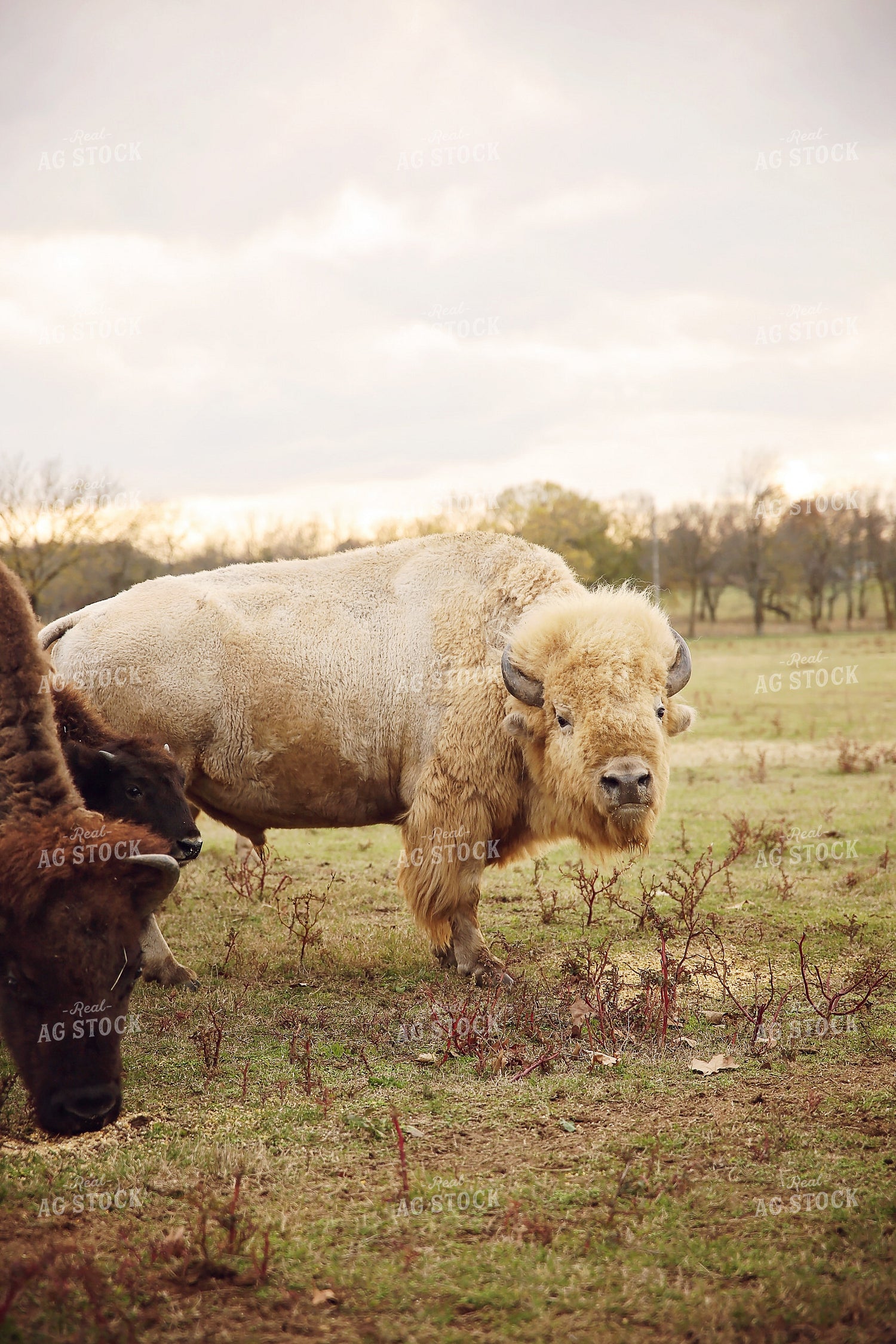 Bison – Real Ag Stock