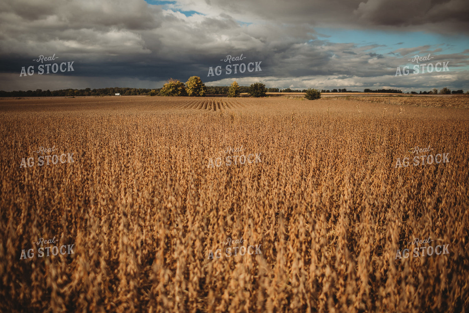 Dried Soybean Field Sunny with Rain in Distance 3383