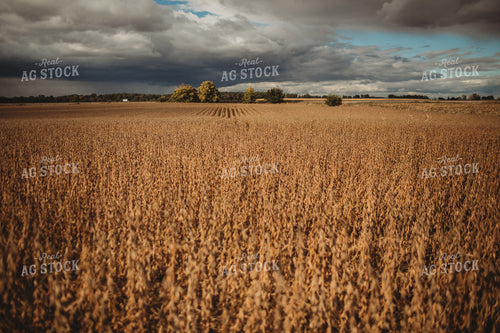 Dried Soybean Field Sunny with Rain in Distance 3383