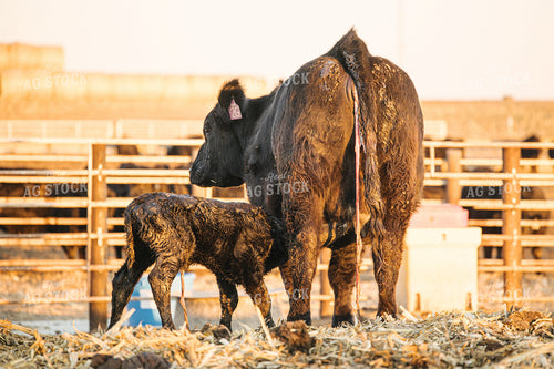 Cow Giving Birth to Calf 70128