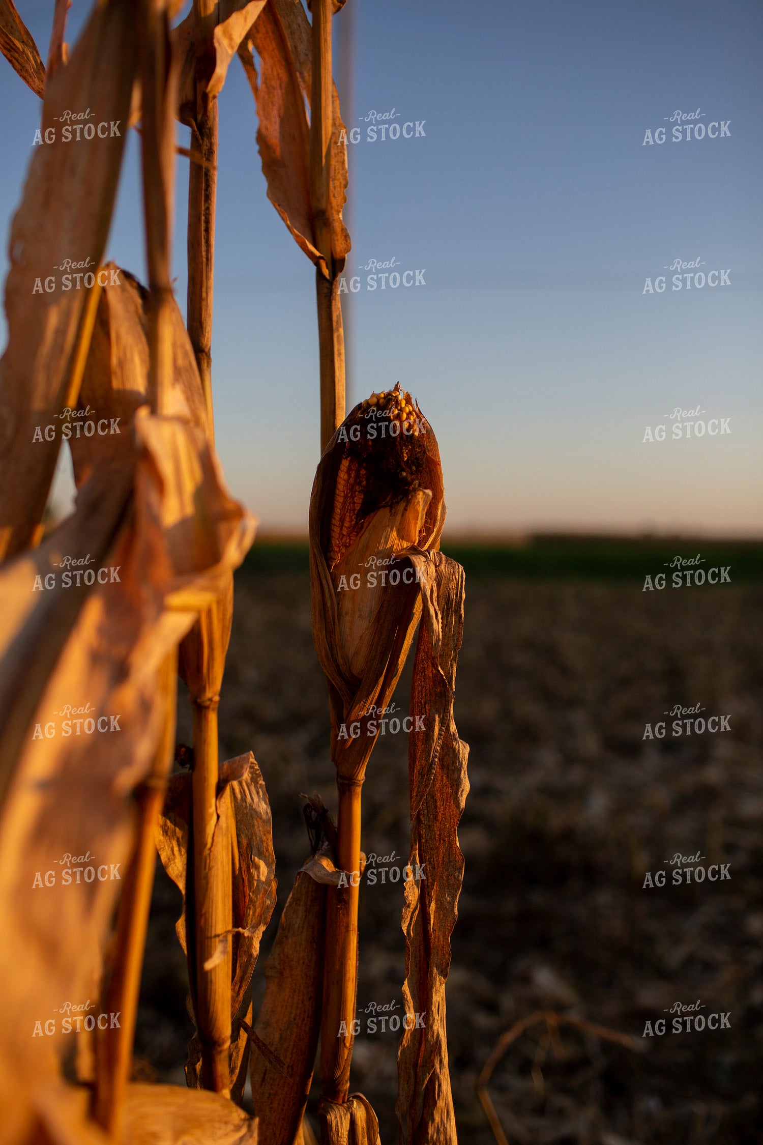 Harvest 2535