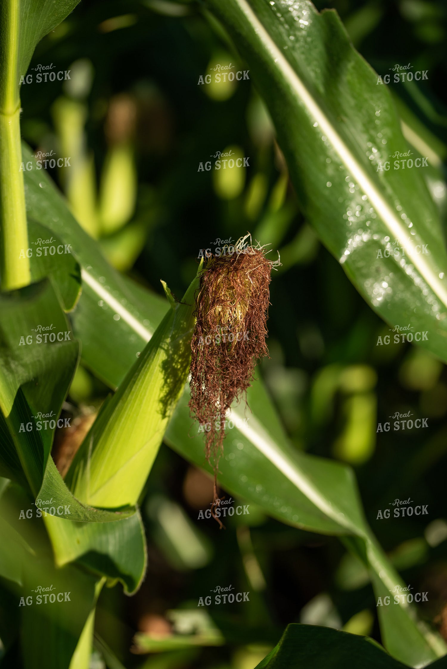 Corn Plant With Ear 76248