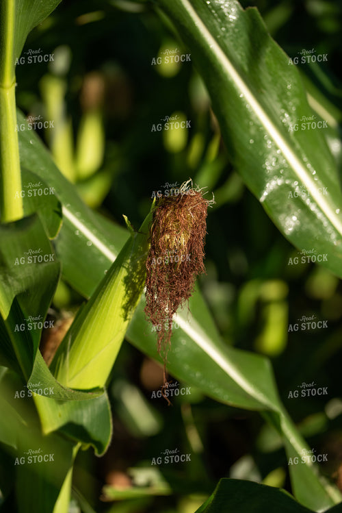 Corn Plant With Ear 76248