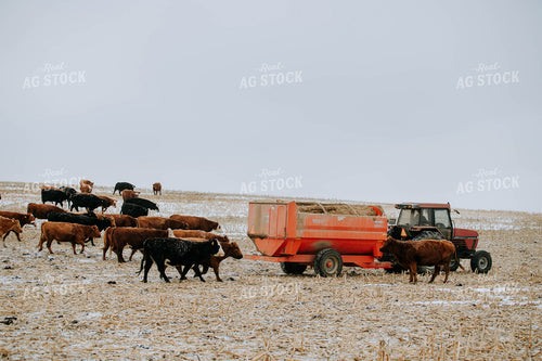 Cattle in Pasture and feed mixer 77168