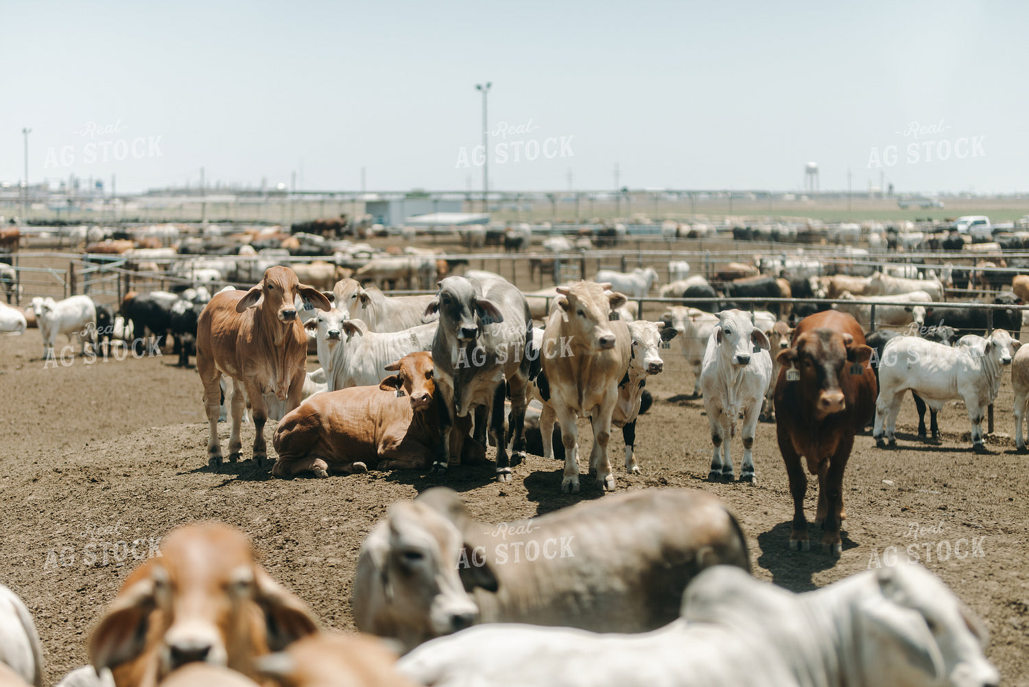 Feedyard 301043