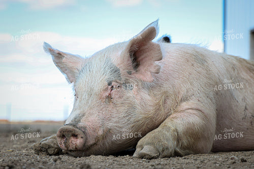 Sleeping Pig 160476