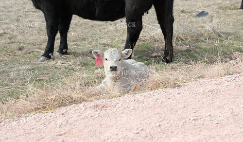 Charlois Calf 117173