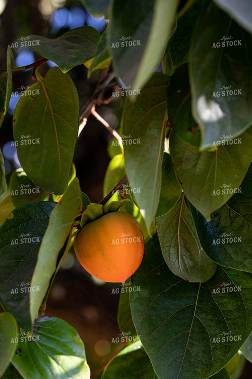 Persimmon 276059