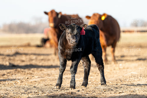Calf 68201
